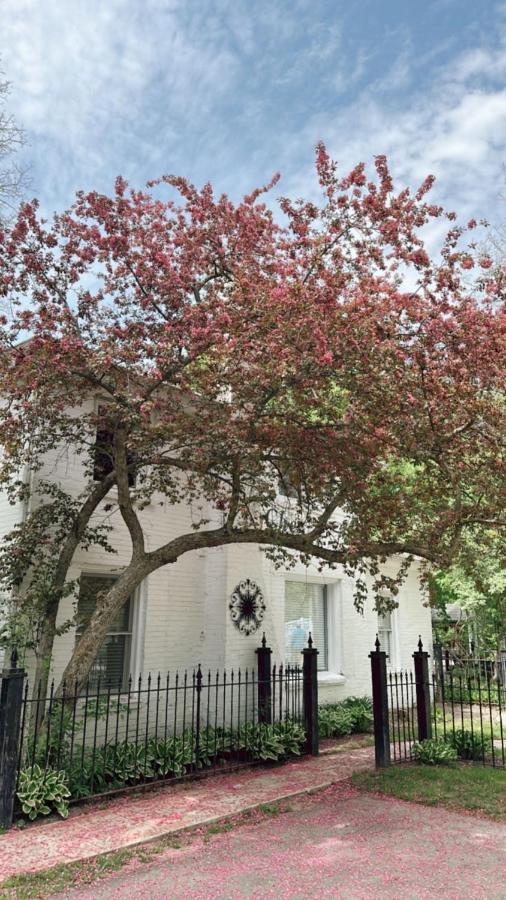 Bed and Breakfast The Ginkgo Tree Mount Pleasant Esterno foto